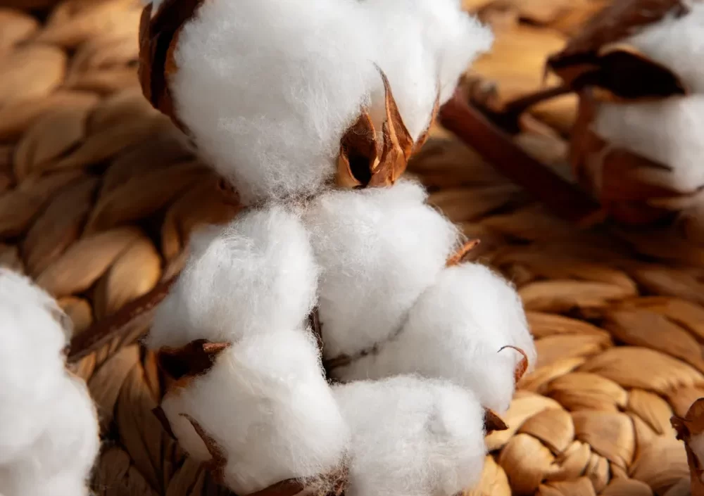 2151158809 2151158809